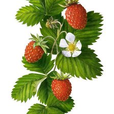 Схема вышивки «Лесная земляничка»