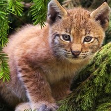 любопытный малыш