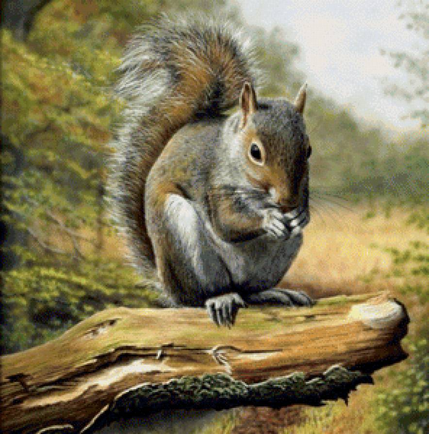 белочка - лес, звери, природа - предпросмотр