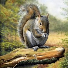 Схема вышивки «белочка»