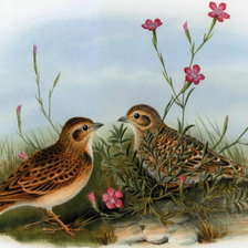 Схема вышивки «птички в гвоздиках»