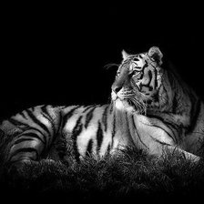 Схема вышивки «тигр»