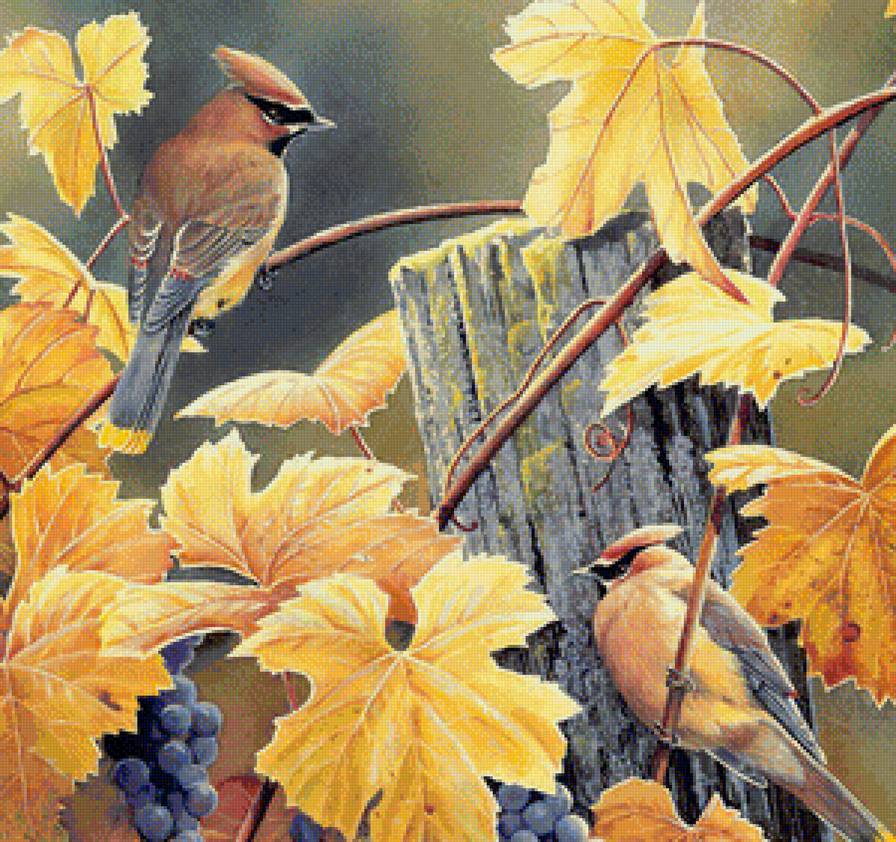 птички и виноград - природа, птицы, виноград - предпросмотр