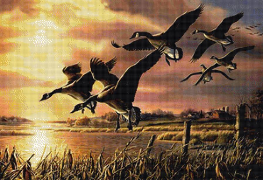 Гуси - птицы осень вода охота - предпросмотр