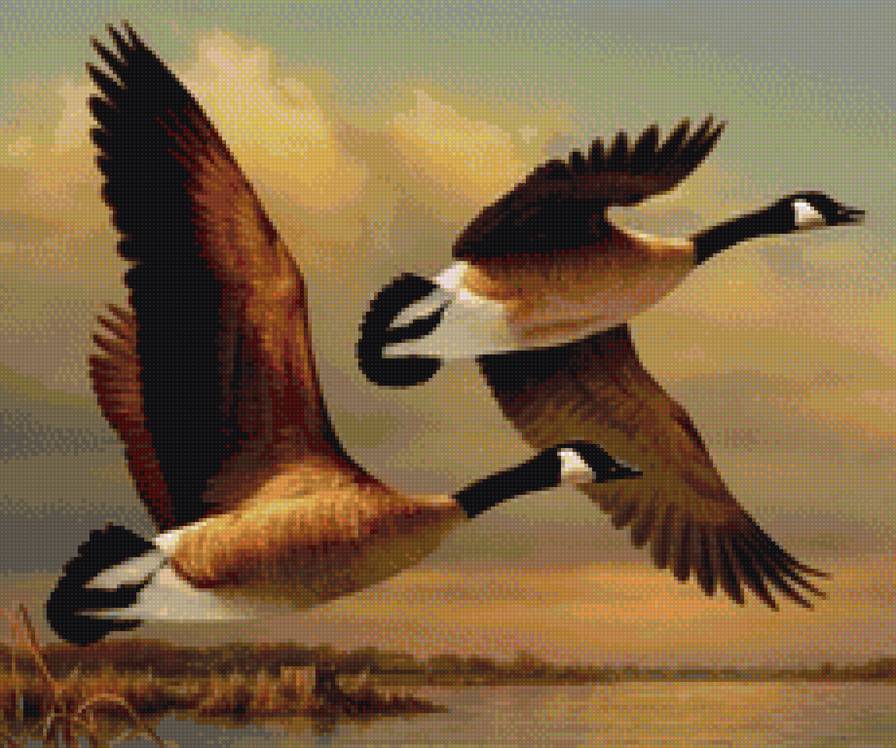 Гуси - птицы река вечер охота природа - предпросмотр