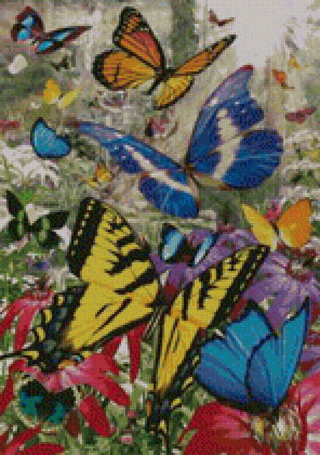 бабочки - предпросмотр