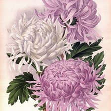 Схема вышивки «хризантемы»