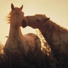 Схема вышивки «лошади2»