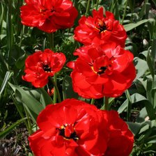 Схема вышивки «маки»