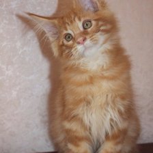 Схема вышивки «котенок»