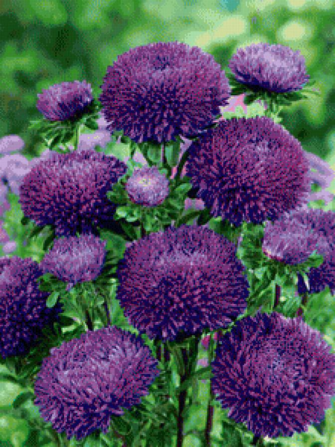 астры - цветы, лето, садовые цветы, синий - предпросмотр