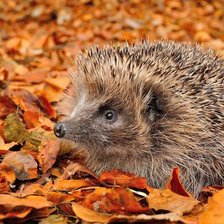 Схема вышивки «ёжик»