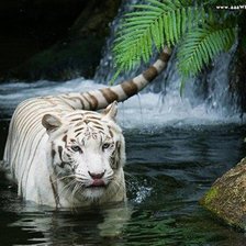 Схема вышивки «Тигр»