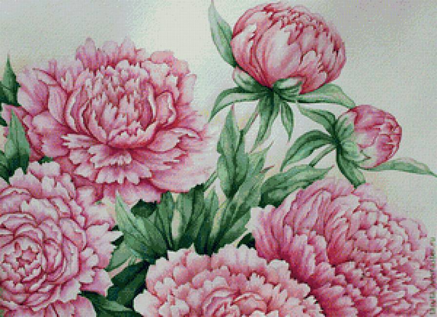 нежные пионы - предпросмотр