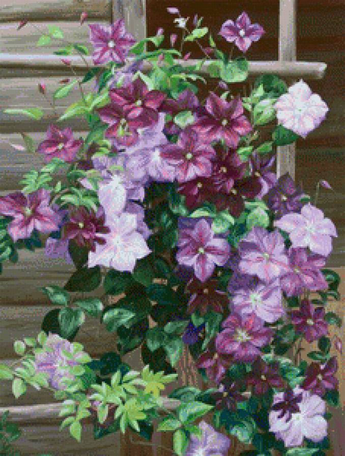 Клематис - природа, цветы - предпросмотр