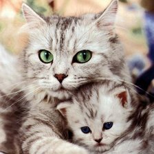 кошка с котенком