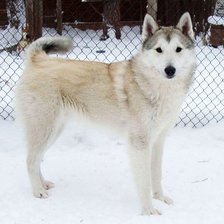 Схема вышивки «Лайка»