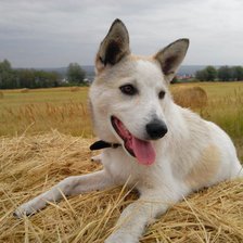 Схема вышивки «Лайка»