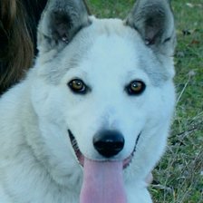 Схема вышивки «Лайка»