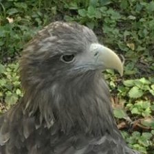 гордый профиль