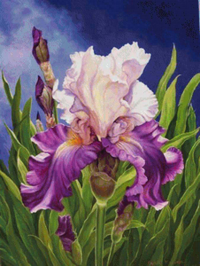 ирис - ирисы, цветы, красота, лето, природа - предпросмотр