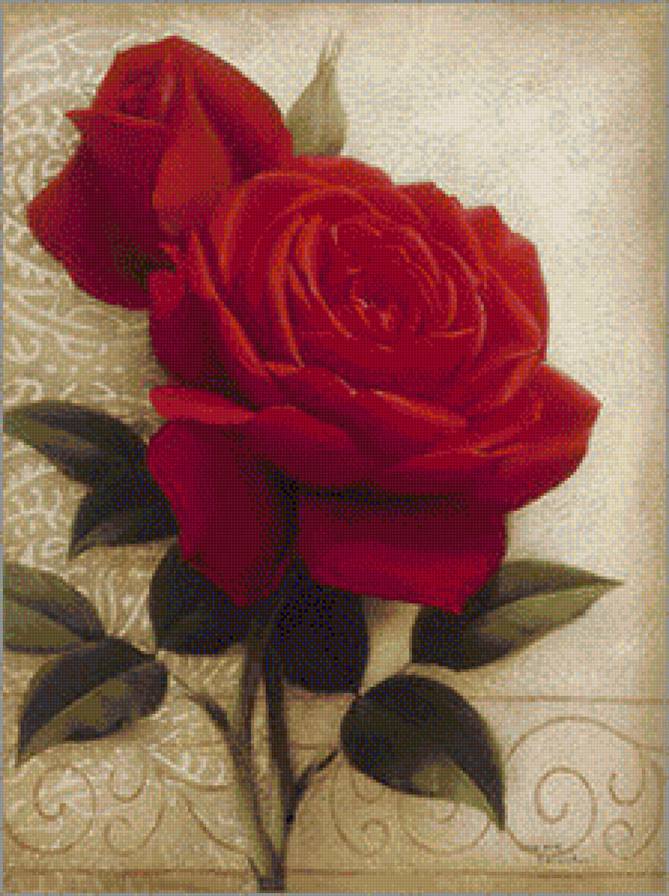 бархатная роза - розы, цветы, букет - предпросмотр