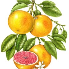 Схема вышивки «Грейпфрут»