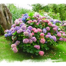 Схема вышивки «гортензия»