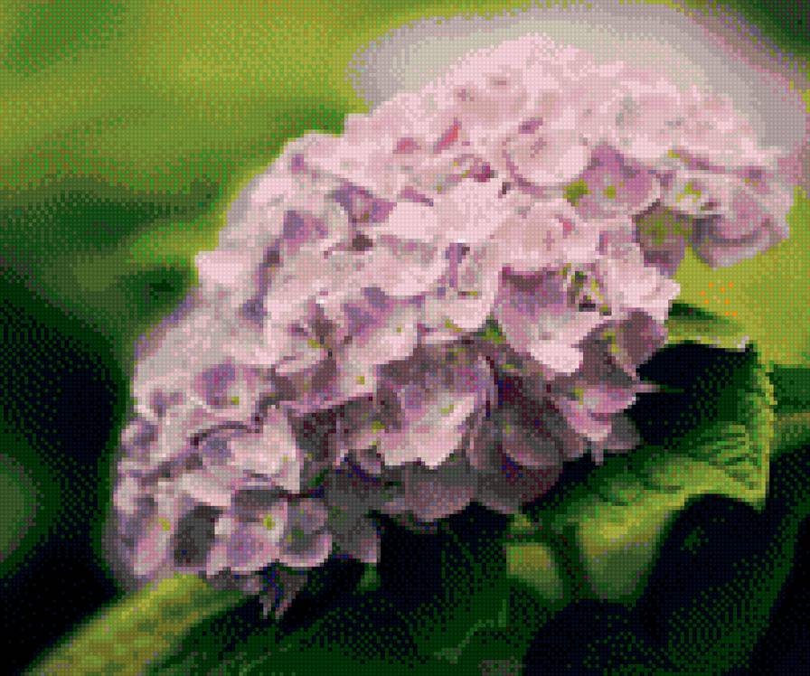 гортензия - предпросмотр