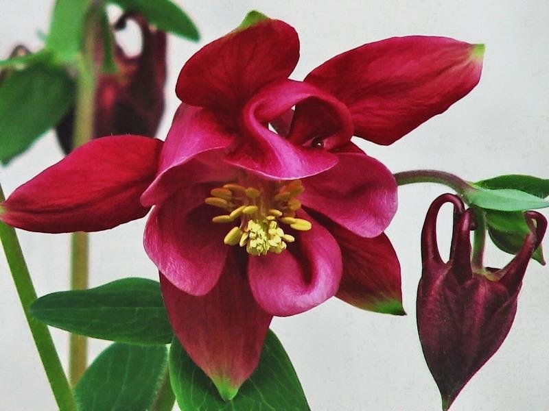 аквилегия - природа, цветы - оригинал