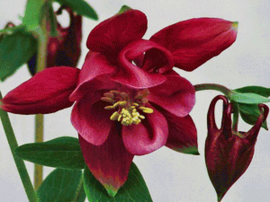 аквилегия - природа, цветы - предпросмотр