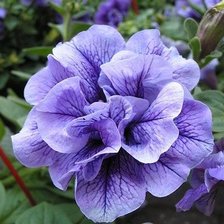 Схема вышивки «петуния»