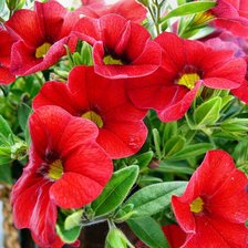 Схема вышивки «петунии»