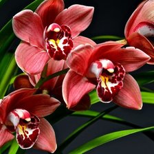 Схема вышивки «орхидеи»