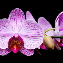 Схема вышивки «орхидея»