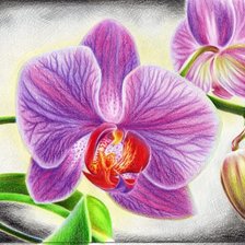 Схема вышивки «№1169311»