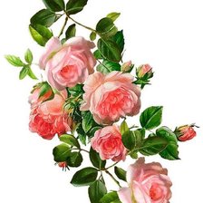 Схема вышивки «Розовая ветвь»