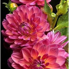 Схема вышивки «№1170143»