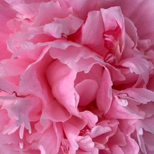 Схема вышивки «Пион»