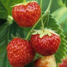 Схема вышивки «клубника»