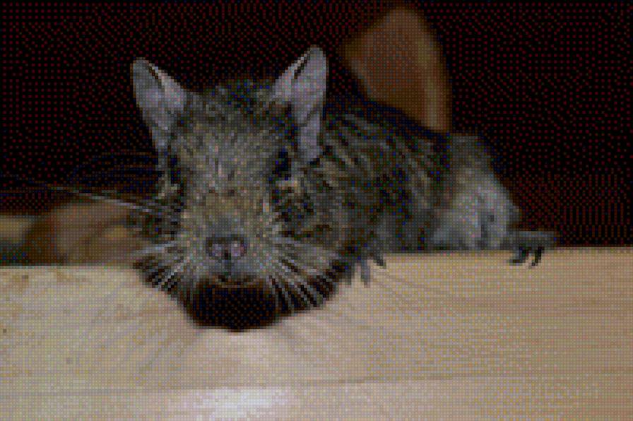 Дегушка - мыш, дегу - предпросмотр