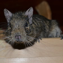 Схема вышивки «Дегушка»