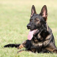 Схема вышивки «Овчарка немецкая»