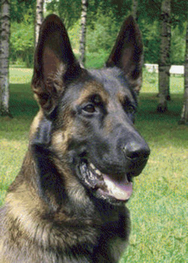 Овчарка немецкая - #овчарка#животные#собака#собаки - предпросмотр