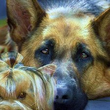 Схема вышивки «Овчарка и йорк»