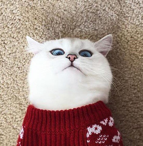 Шкодник - котик - оригинал