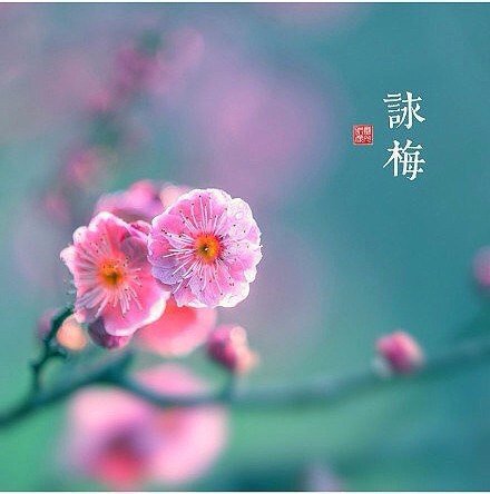 цветок - иероглиф, япония, весна, цветы - оригинал