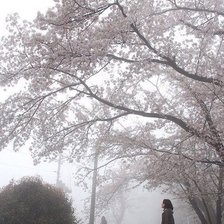 Схема вышивки «сакура»