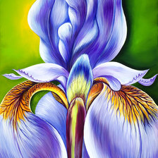 Схема вышивки «Ирис»