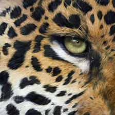 Схема вышивки «леопард»